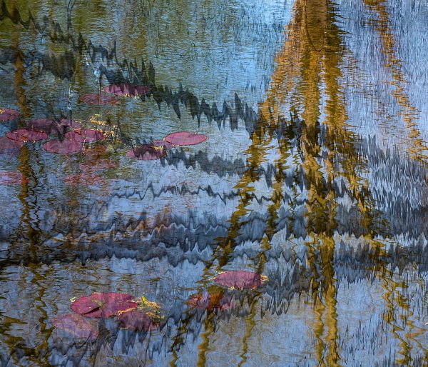 Jaynes Gallery 아티스트의 Lily pond reflection abstract작품입니다.